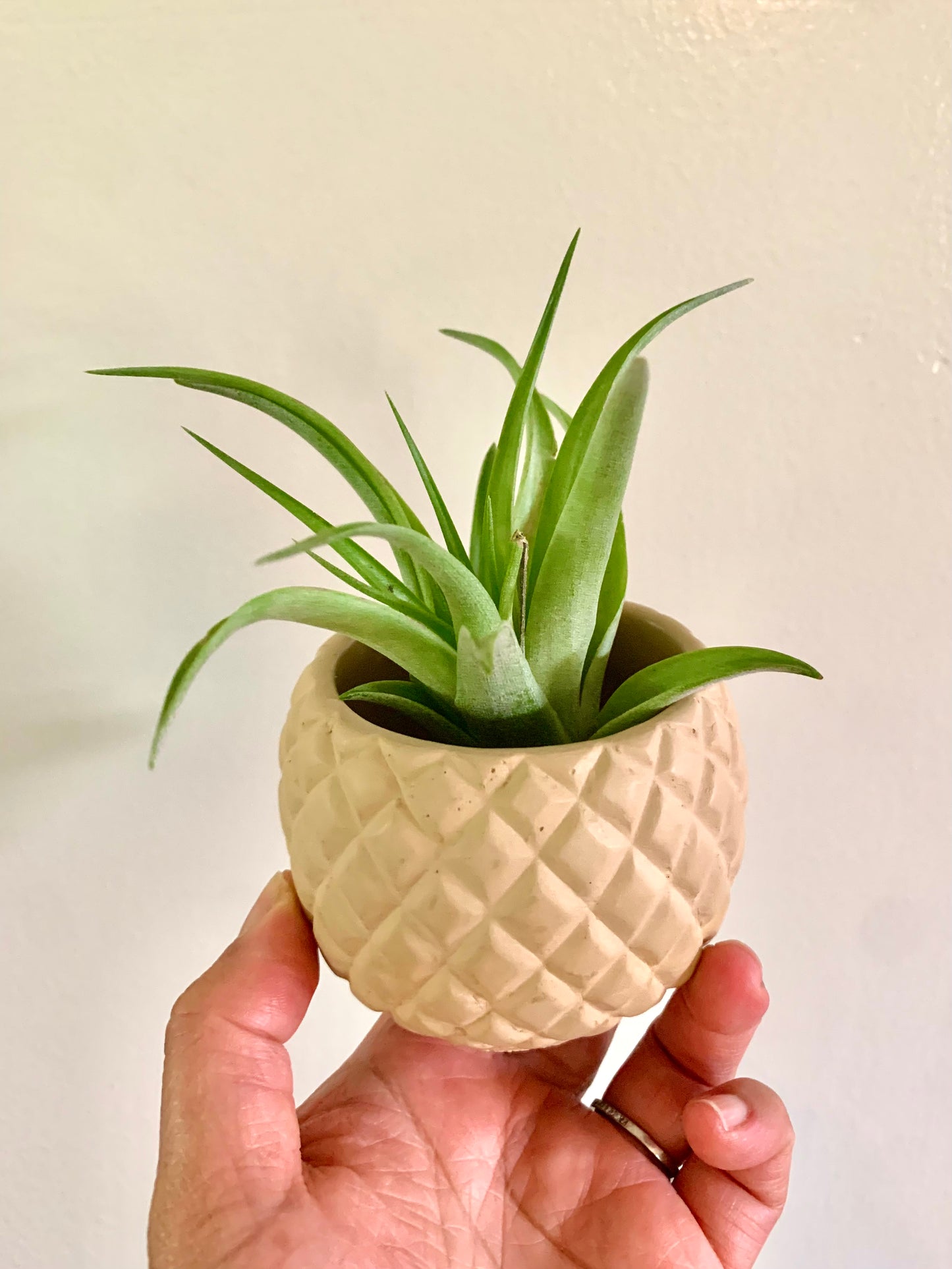 Concrete - Pineapple pot